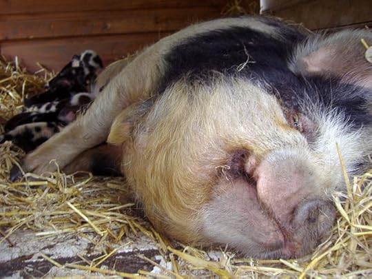 26696_1393029919892_808422_n