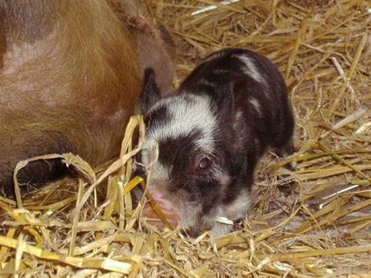 26696_1393030039895_3348643_n