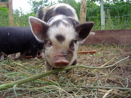 34984_1417820259635_3297270_n