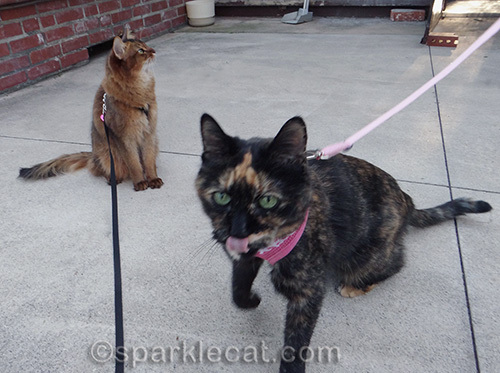 Somali cat and tortoiseshell cat on leashes