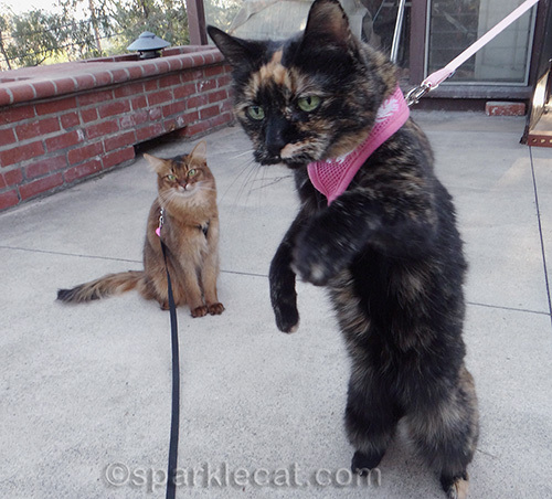 Tortoiseshell cat on a leash with somali cat on leash in background