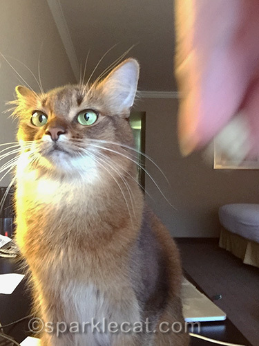 somali cat shuns treat