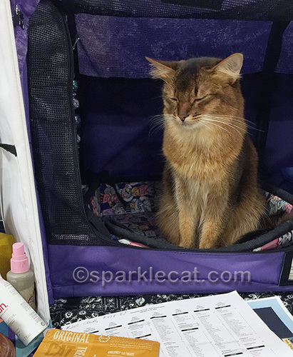 somali cat in enclosure at cat show with eyes shut