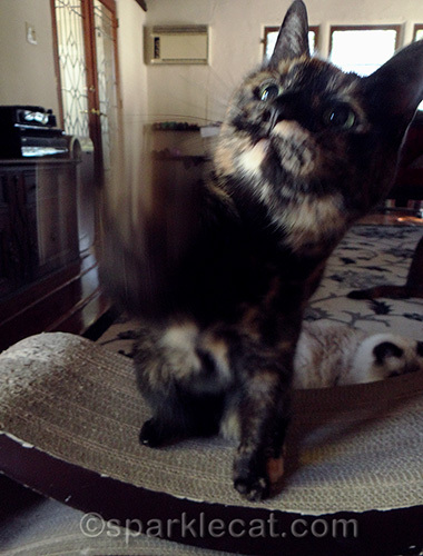 Tortoiseshell cat waving her paw
