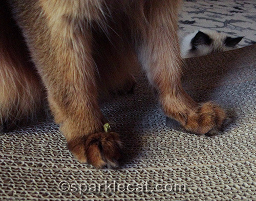 Somali cat feet with treat crumb
