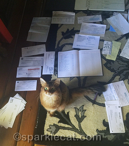 somali cat sitting in the middle of a bunch of receipts and bills