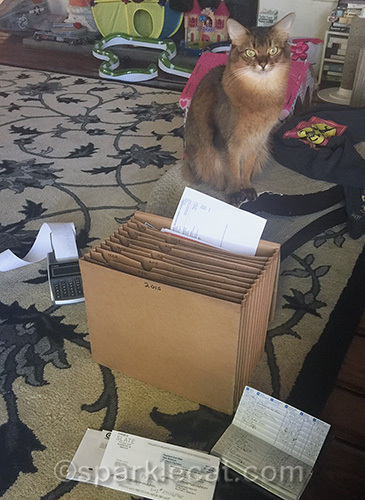 Somali cat sitting with accordion folder and calculator