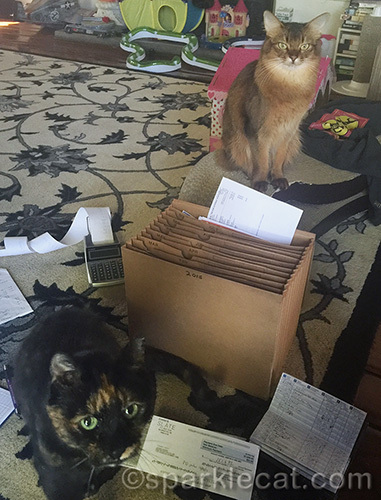 somali cat and tortoiseshell cat help with receipts and calculations