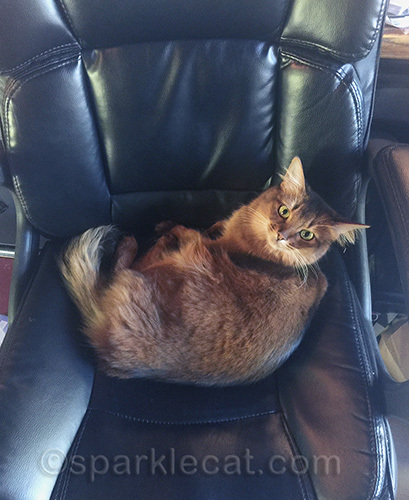 somali cat lying in black office chair