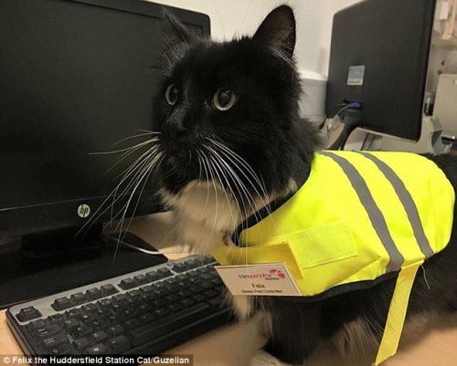 train-station-cat