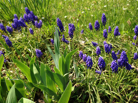 Bluebonnets