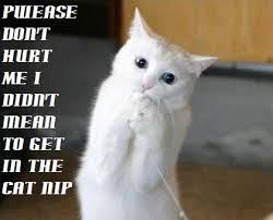 catnip