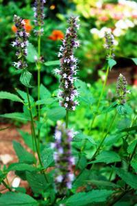 hyssop in the garden