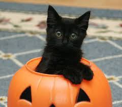 vampire kitty
