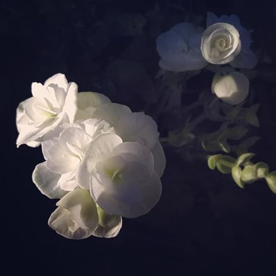 Lumière d'hiver