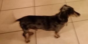 tammydog