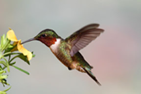 Male Ruby-throated Hummingbird (archilochus colubris) in flight with a yellow flower and a colorful background