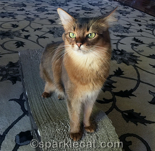 somali cat looking perturbed