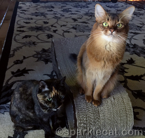 somali cat and tortoiseshell cat posing