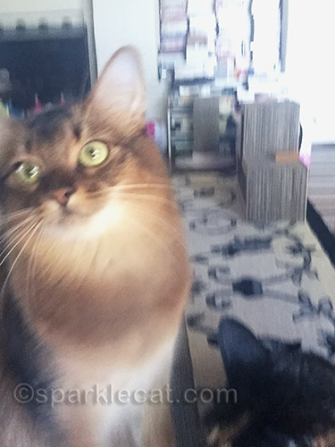 somali cat being impatient with tortoiseshell cat