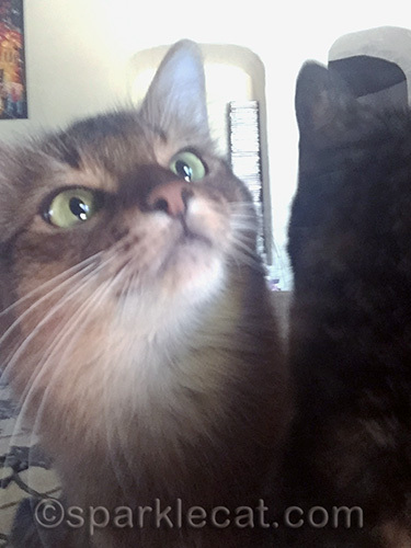 somali cat facing forward and tortoiseshell cat facing backward