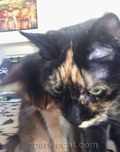 Somali cat and tortoiseshell cat selfie
