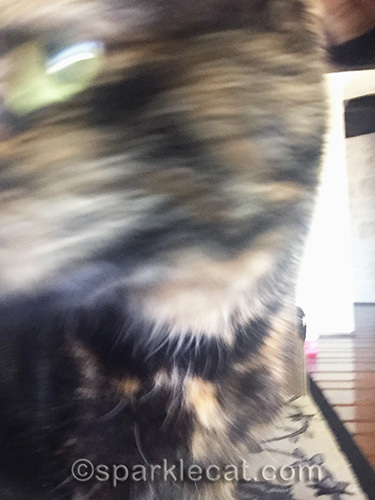 blurry photo of a tortoiseshell cat