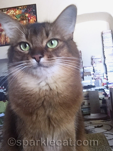 annoyed somali cat selfie