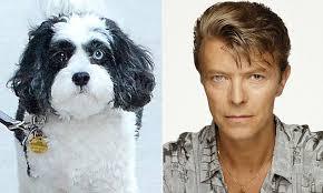 Image result for David Bowie's dog