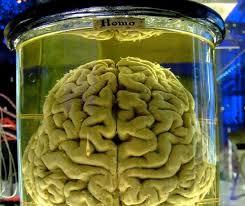 Image result for replicating the brains wrinkles in a jar