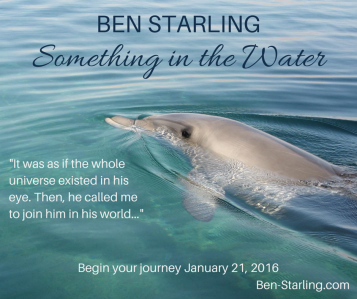 SITW banner DOLPHIN