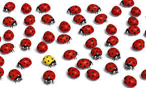 positive deviance ladybirds