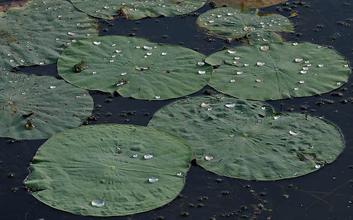 Nelumbo_nucifera_(Indian_Lotus)-_water_drops_W_IMG_8657.jpg