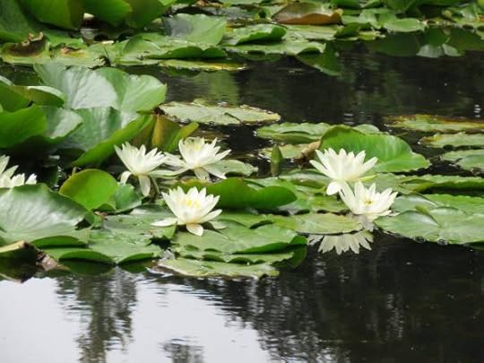 12484826_10154641578329762_6891647652093709052_o