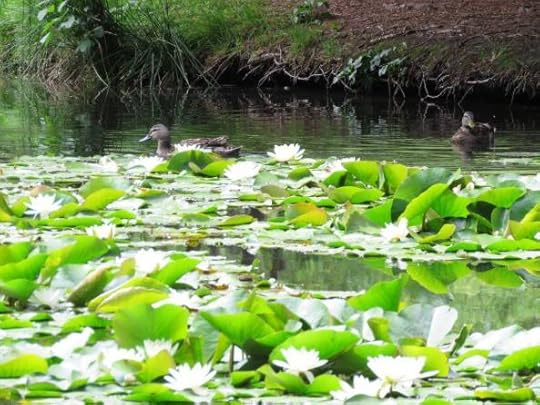 12493409_10154641578194762_8955428324054997716_o