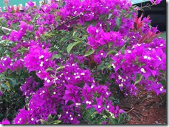 Bougainvillea
