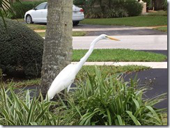 Bird2