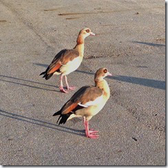 Geese Roadblock3