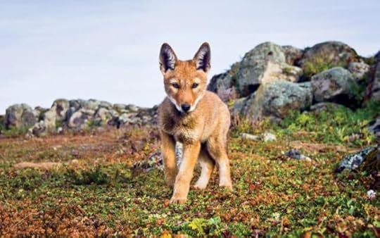 Ethiopian wolf endangered