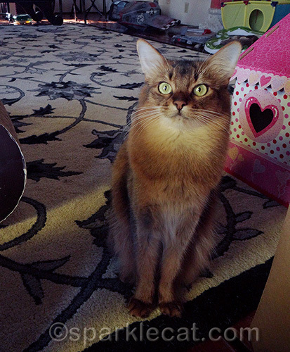 shadow creeping up on posing somali cat