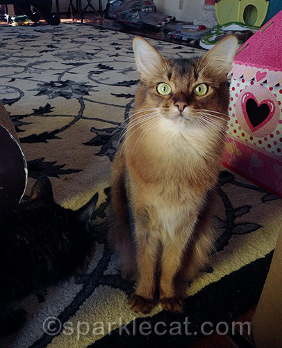 somali cat being photo bombed by tortoiseshell cat