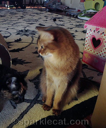 somali cat looks at photo bombing tortoiseshell cat