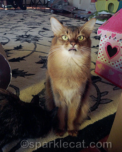 somali cat shows her opinion of photo bombing tortoiseshell cat