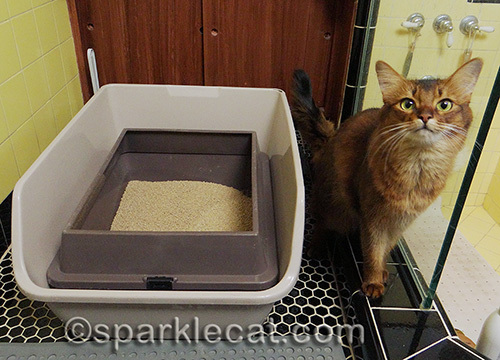 somali cat in bathroom next to litter box