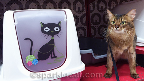 somali cat poses next to a covered litter box at pet store