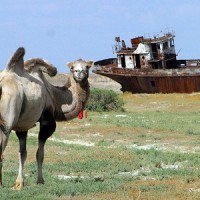 Корабль пустыни