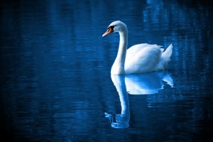 Swan on blue lake