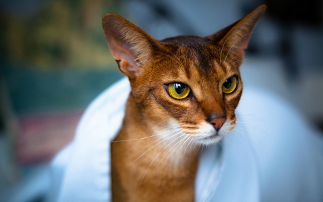 abyssinian-cat