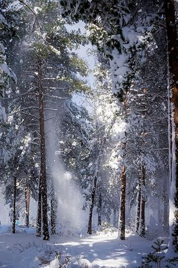 snow storm in the woods: 