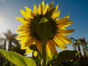 Solo_Sunflower